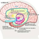 뇌의 구조와 기능 이미지