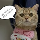 멍깨비마켓 | 고양이도 반한 고양이 생일 케이크 [ 멍깨비마켓 ]