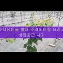 샤인머스켓1년차관리 이미지