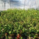 나무네농장 이미지