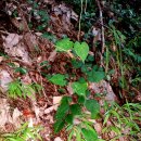 진동주유소 이미지