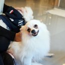 으르렁애견카페 이미지