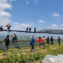 친환경 토마토 이미지