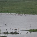 화려