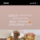 에꼴드펫 이미지