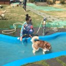 더 펫 애견샾 이미지