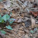 왜제비꽃 Viola japonica Langsd. ex DC 종 이미지
