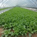 지원이 반찬 이미지