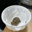 개똥이네&쥬쥬파파렙타일 | 갑자기 딱딱이요?