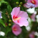 무궁화꽃이피었습니다 이미지