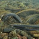 칠성장어 이미지