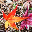 그 해 가을 이미지