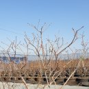 채형농장 이미지