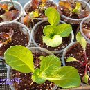 풍년농약 식물병원 이미지