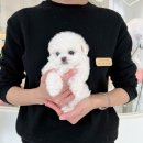 306 퍼피 이미지