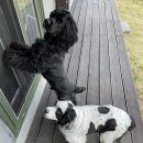 애견민박 멍집 | 태안 애견민박 "멍집" 후기