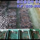 바다향 참전복 이미지