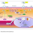 Re:Vitamin A, Cancer Treatment and Prevention: The New Role of Cellular Retinol Binding Proteins 이미지