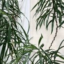 골안길 | 대구화분배달 당일 가능한 대명동꽃집! 대구개업화분 100종 솔직후기