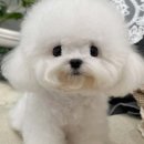 지니퍼피 의정부강아지분양 애견샵 이미지