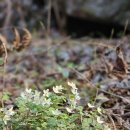 0403 라넌큘러스 Persian buttercup 이미지