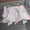 사랑을줄개 이미지