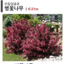 928致列林🌳一周年種樹典禮 + LG Dream Festival 928 &#34;황치열 숲&#34; 1주년 연례 식목식 + LG 드림 페스티벌 이미지