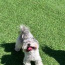 대구애견미용 모여라솜뭉치 | 대구 강아지호텔 사랑이 있는 곳이에요 모여라솜뭉치