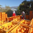 김용호 농장 이미지