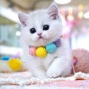 강남 고양이 분양 캣프렌즈 | 강남고양이분양 좋은 환경에서 건강하게 큰 아이들이 있던 캣프렌즈