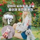 장평펫샵(장평동물병원) | 강아지 뇌수두증 수술 후기, 반려동물 출산과 유전병