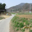 4월 운길산 (세정사) 봄야생화