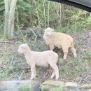 상상목장 이미지