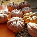 겨울 영양식 보약 약안주고 키운 손질된(컷팅) 맷돌호박 이미지