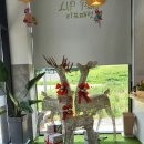 리프패럿진주점 | 진주 앵무새카페 '리프패럿'진주점에서 앵무새분양 받았어요