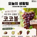 오늘의 생활 팁 - 국산 포도 신품종 '코코볼' 이미지