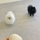 애견풀하우스 이미지