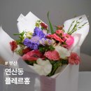 홍분화 | 부산시청 꽃집 카네이션 꽃다발 추천 플레르홍