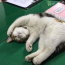 은냥이네 이미지