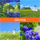 성읍녹차마을영농조합법인 | 7월 제주도 가볼만한곳 서귀포 표선 가볼만한곳, 성읍녹차마을, 성읍녹차동굴