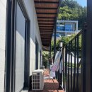 울릉푸른나무