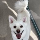 멍냥스테이 애견호텔유치원 이미지