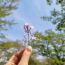 반야돌솥밥 이미지