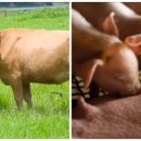 대우축산물 이미지