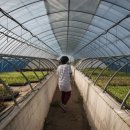 옹골농장 이미지