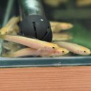 피쉬갤러리 천안점 이미지