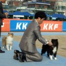 3월 18일 KKF챔피언쉽 &amp; FCI인터내셔널 도그쇼 후기