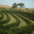 까마로사커피 이미지