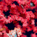 pygmy seahorse in front of Mataking Resort, Malaysia 이미지