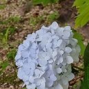 수국이 한창 이뻐요 이미지
